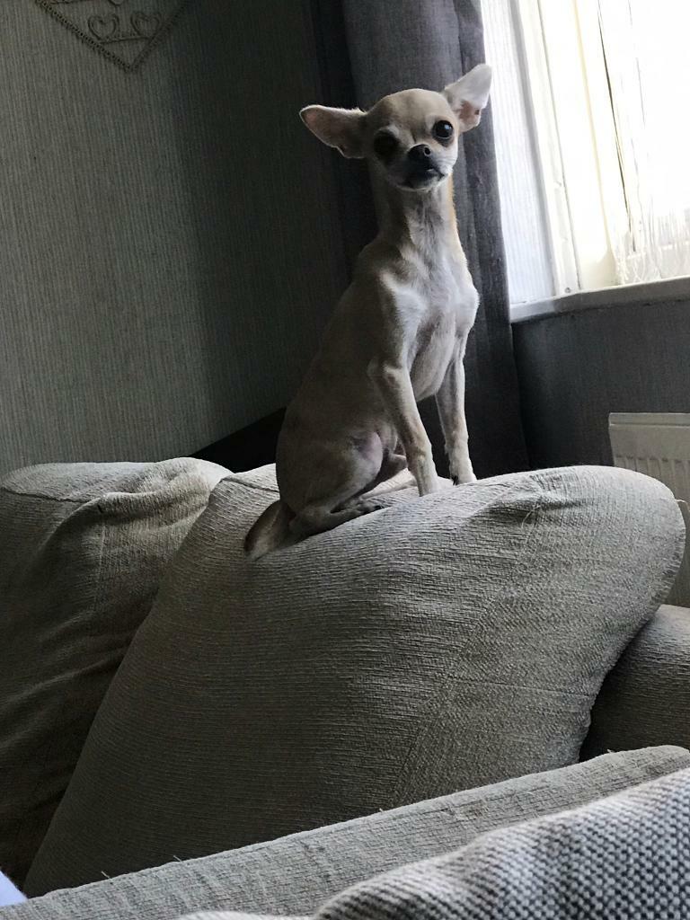 gumtree teacup chihuahua